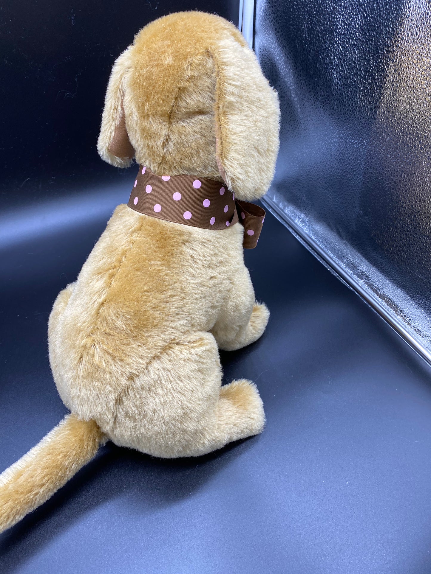 Lab puppy