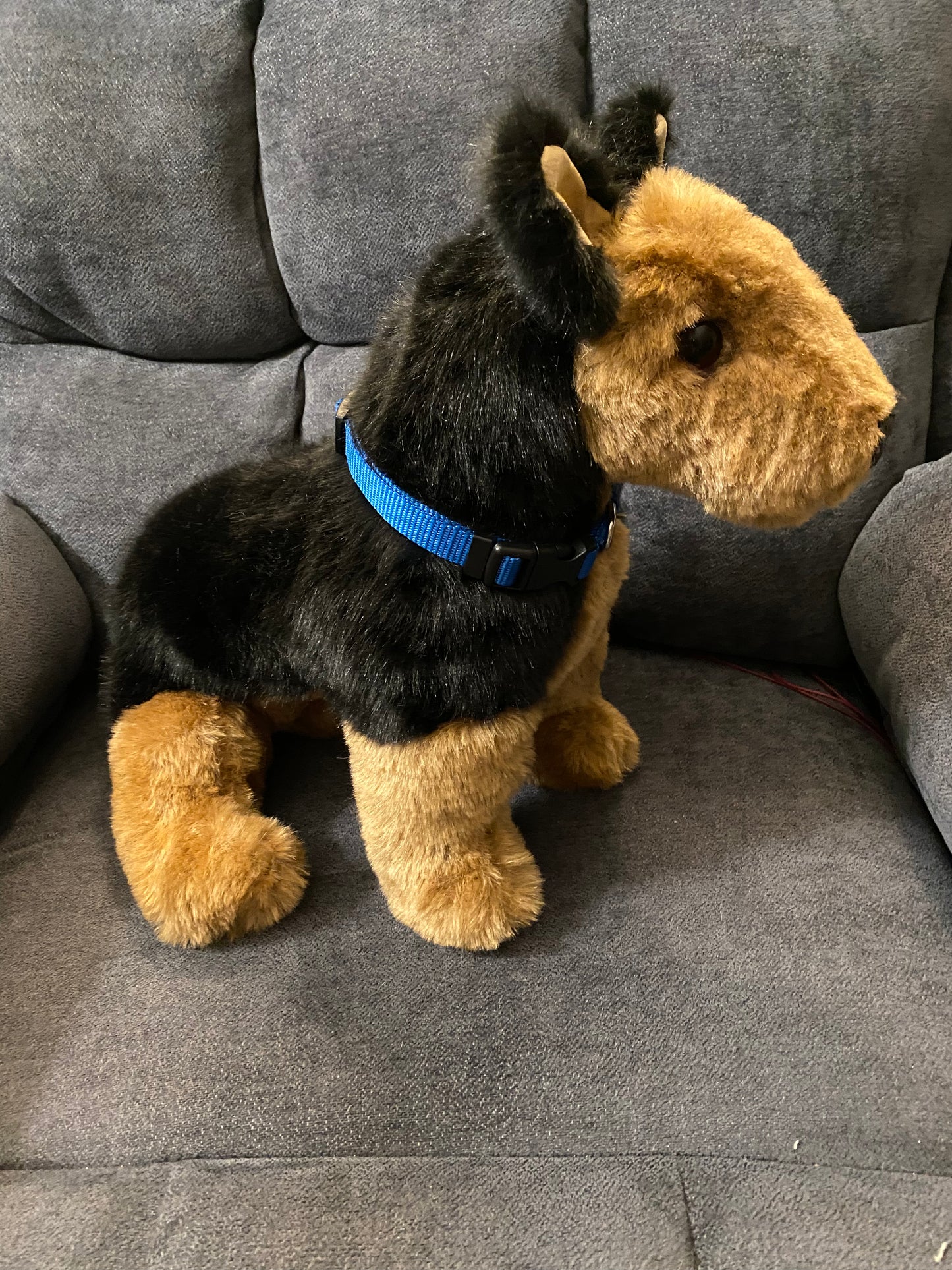 German Shepherd Puppy