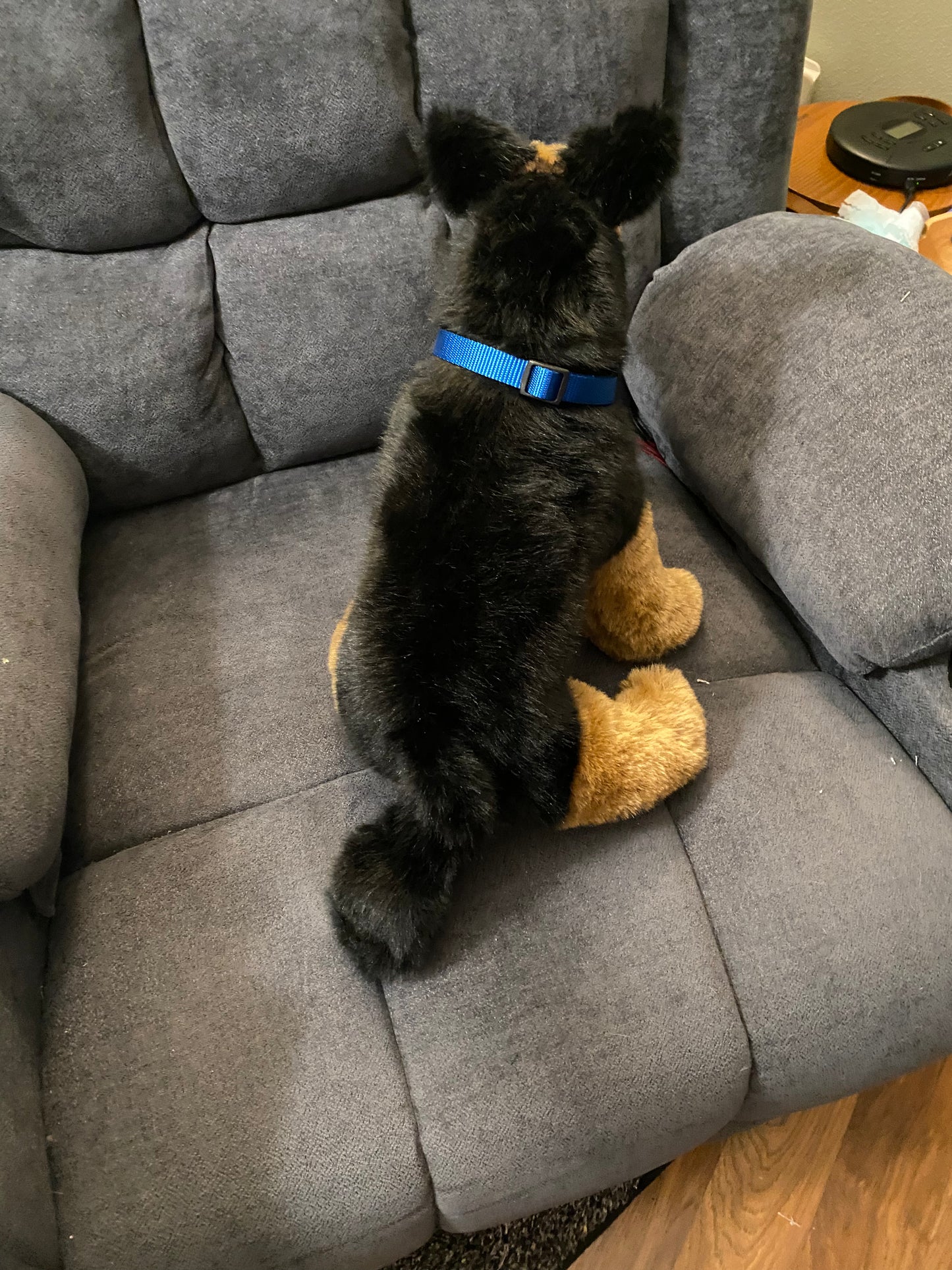 German Shepherd Puppy