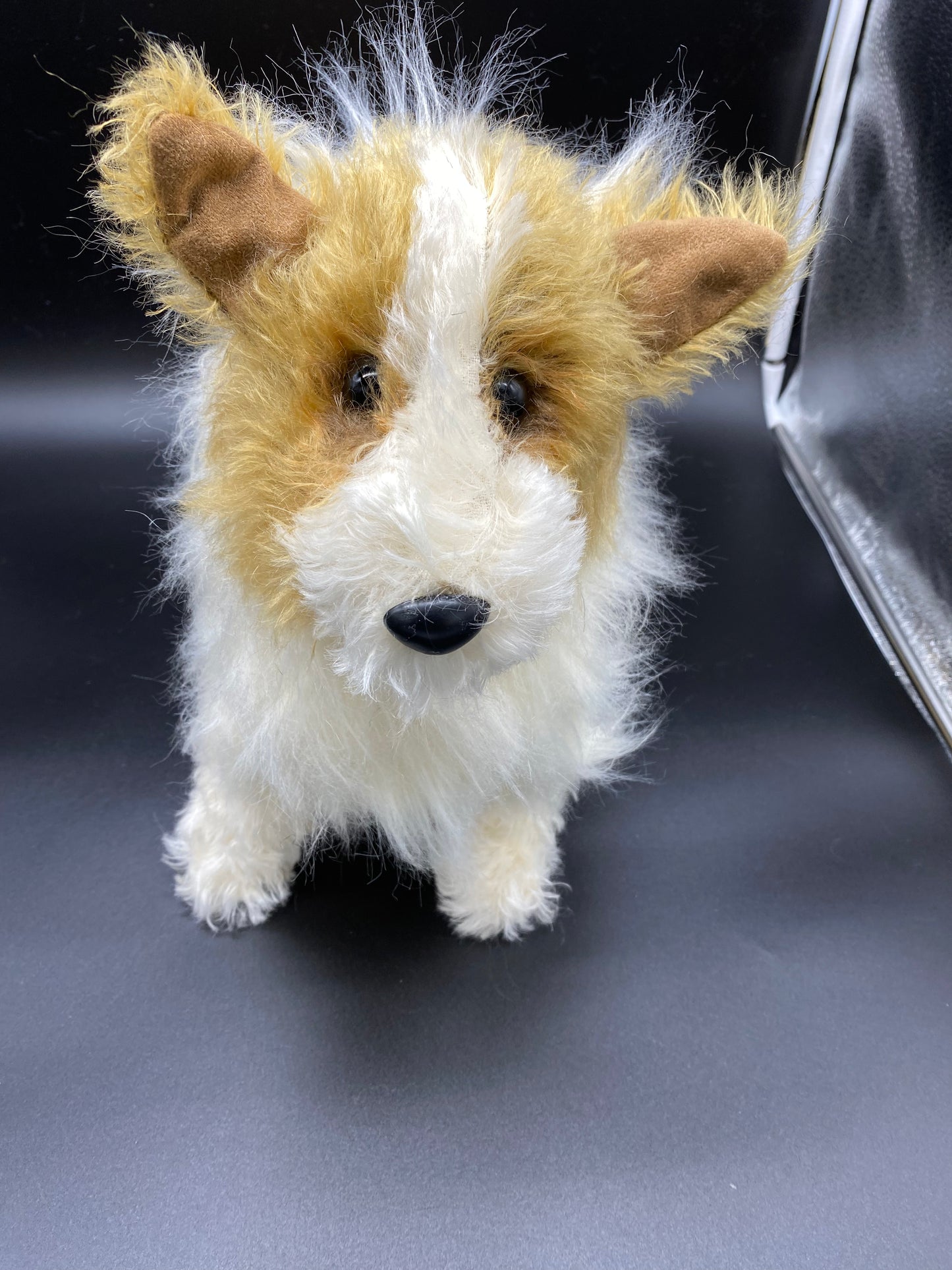 Collie