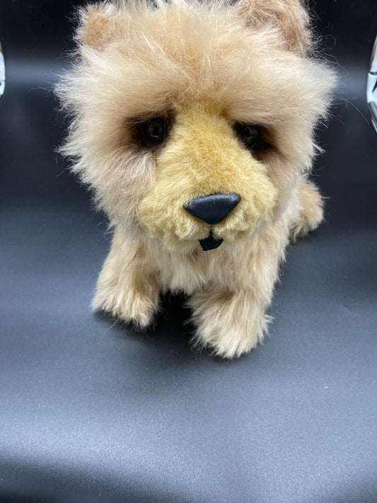Chow Chow Dog/Puppy