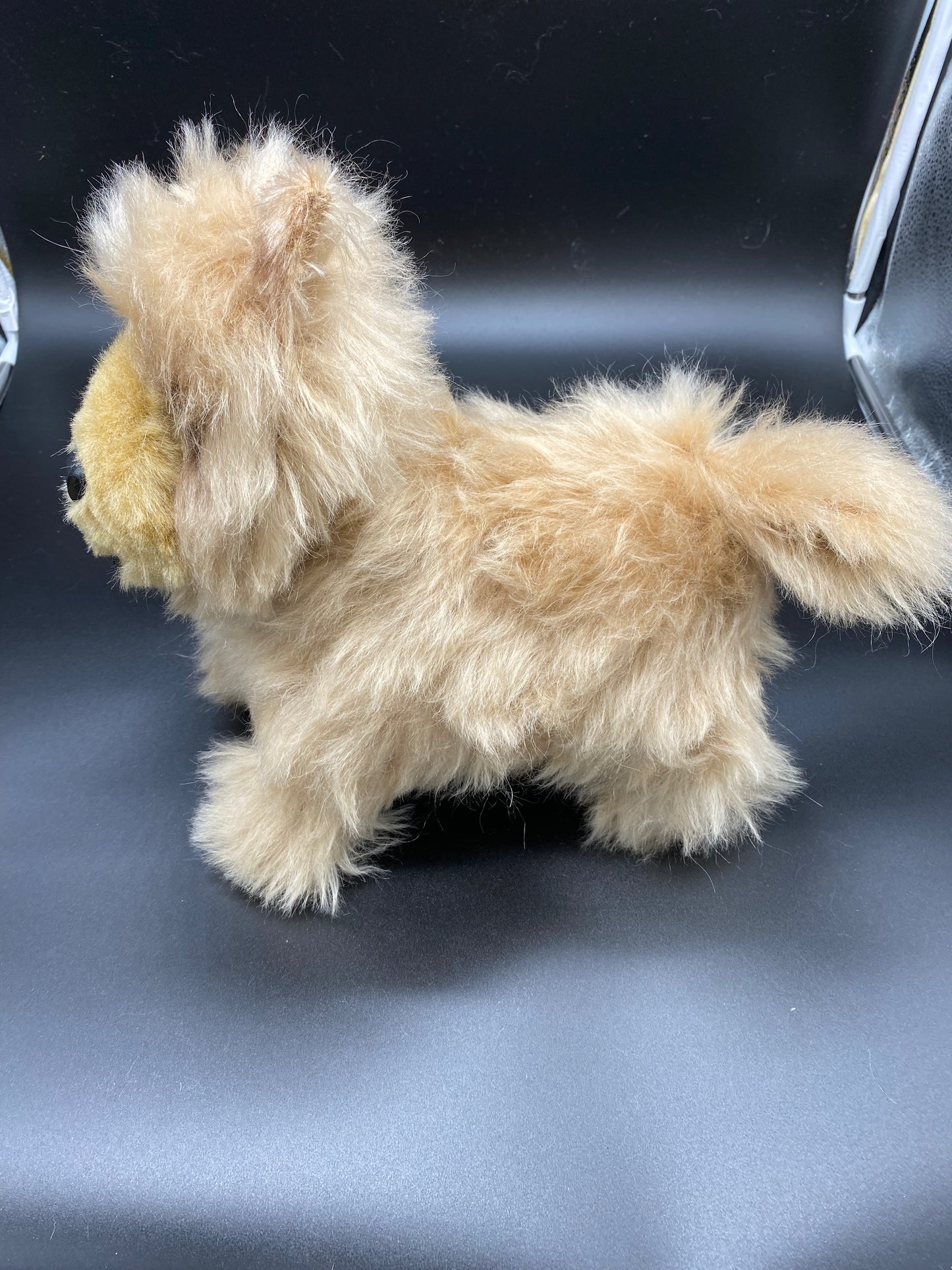 Chow Chow Dog/Puppy